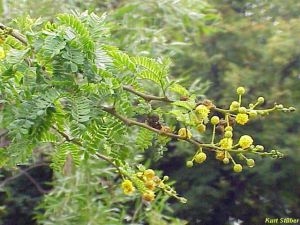 Acacia karroo