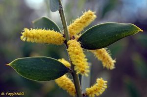 Acacia pubifolia