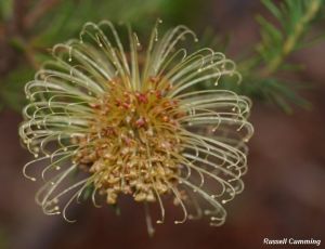 Banksia laricina