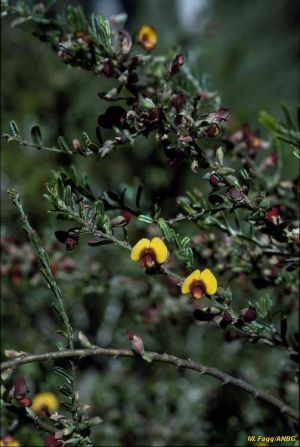 Bossiaea eriocarpa