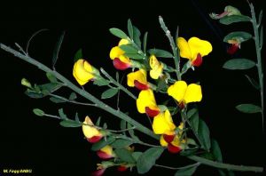Bossiaea heterophylla