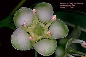 Brexia madagascariensis