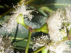 Eucalyptus acmenoides