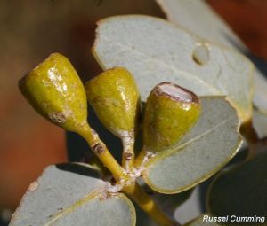 Eucalyptus gamophylla