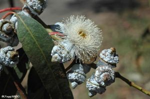 Eucalyptus globulus ssp. bicostata