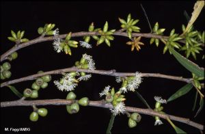 Eucalyptus moorei nana