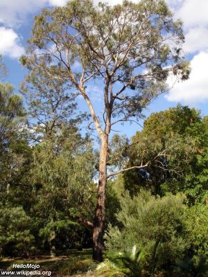 Eucalyptus nova-anglica