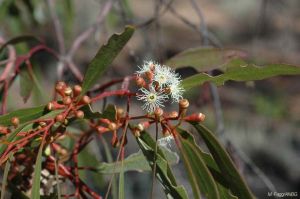 Eucalyptus socialis