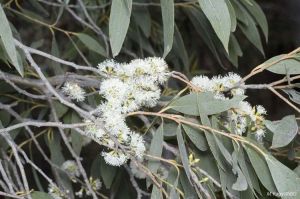 Eucalyptus stellulata