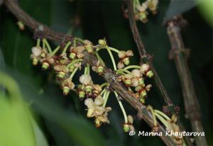 Garcinia macrophylla*