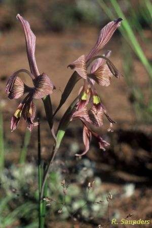 Gladiolus ceresianus