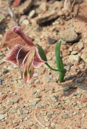 Gladiolus uysiae