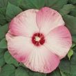 Hibiscus moscheutos 'Luna Pink Swirl'