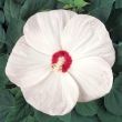 Hibiscus moscheutos 'Luna White'
