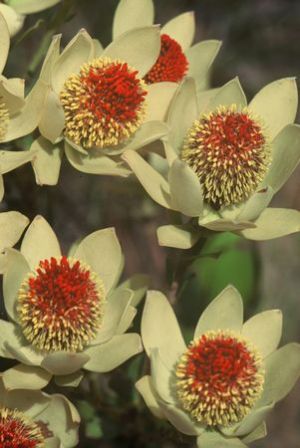 Leucadendron discolor