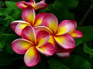 Plumeria 'Andalisa Rubra' Plumeria 'Andalisa Rubra'