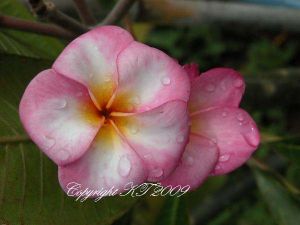 Plumeria 'Aphrodite' Plumeria 'Aphrodite'