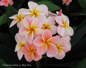 Plumeria 'Bun Yen' Plumeria 'Bun Yen'
