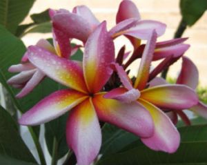 Plumeria 'California Sally' Plumeria 'California Sally'