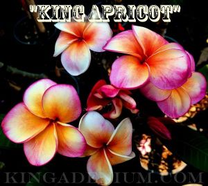Plumeria 'King Apricot'