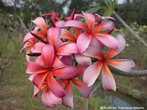 Plumeria 'Blazing Stars'