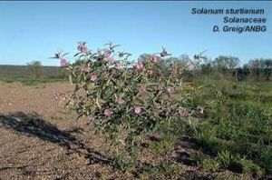 Solanum sturtianum