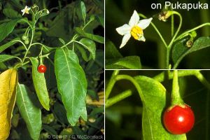 Solanum uporo 'Black Stem'