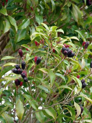 Syzygium aromaticum*