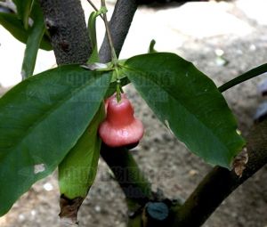Syzygium hainanense*