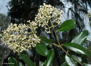 Syzygium hemilampra*
