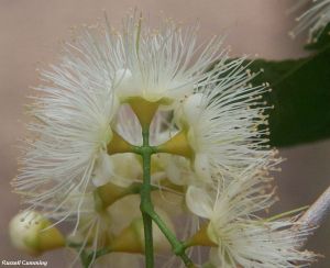 Syzygium tierneyanum*