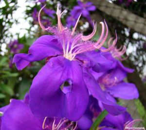 Tibouchina granulosa 'purple'