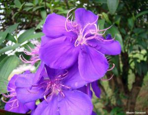 Tibouchina granulosa \'purple\'