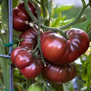 Tomate - Black Krim