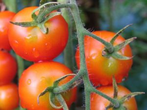 Tomate - Gardeners Delight