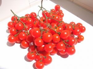 Tomate - Riesentraube