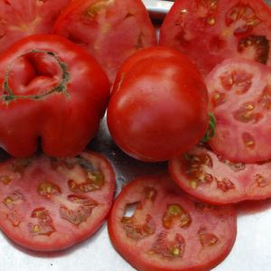 Tomate - Sub Artic Plenty