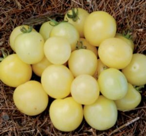 Tomate - White Cherry