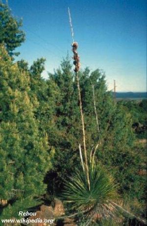 Yucca elata ssp. verdiensis