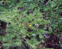 Acacia aroma Acacia aroma