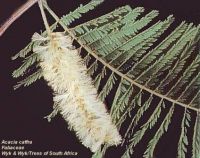 Acacia caffra Acacia caffra