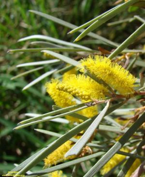 Acacia aneura Acacia aneura