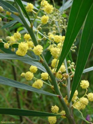 Acacia retinoides