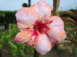 Adenium 'Dao Pradub'