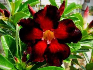Adenium 'Double Color'