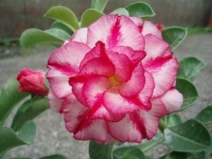Adenium 'Double Moons' (double flowers)
