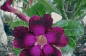 Adenium 'Double Purple'