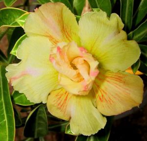 Adenium 'Double Yellow' (double flowers)