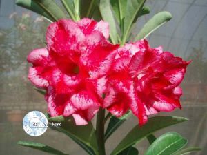 Adenium 'Excellent Lover' (double flowers)