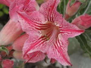 Adenium 'Linformaza' Adenium 'Linformaza'